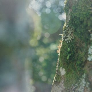 “Red Head Kate Moss” • 35mm Kodak Ektachrome E100 • Canon Rebel K2 • Sigma 24-70mm f2.8 ••••#film #Africa #Uganda #moss #tree #flare #lensflares #nofilter #hair #forest #sunset