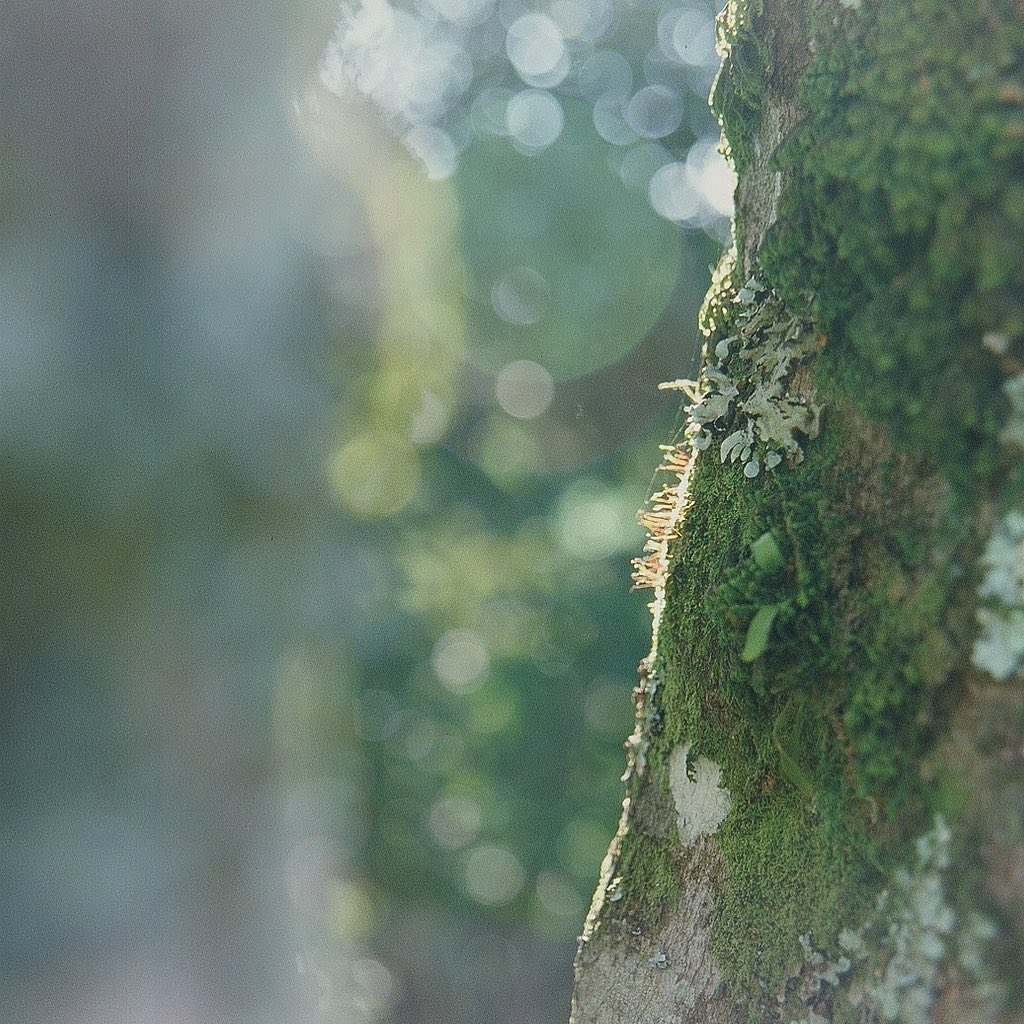 “Red Head Kate Moss” • 35mm Kodak Ektachrome E100 • Canon Rebel K2 • Sigma 24-70mm f2.8 ••••#film #Africa #Uganda #moss #tree #flare #lensflares #nofilter #hair #forest #sunset